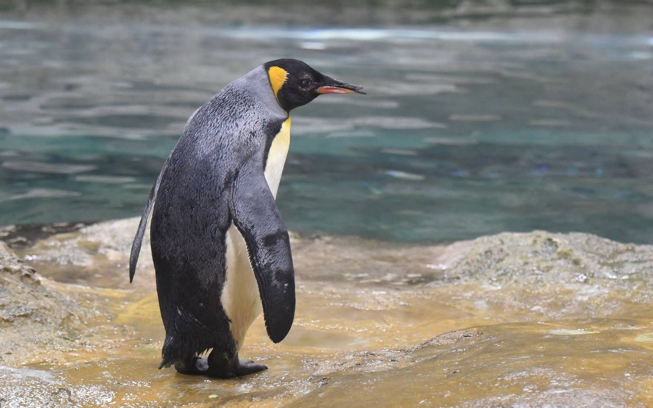  Auch für die Pinguine ist die „Auszeit“ nun vorüber. 